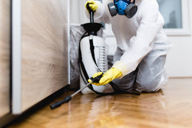 Best Flea Control Services  in Cibolo, TX