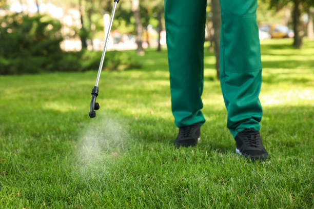 Best Ant Control Services  in Cibolo, TX