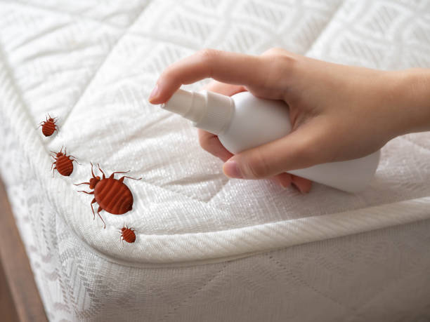 Professional Pest Control in Cibolo, TX