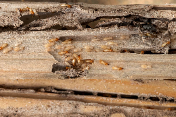 Best Termite Control Services  in Cibolo, TX