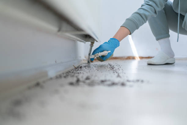 Best Wasp Removal Services  in Cibolo, TX